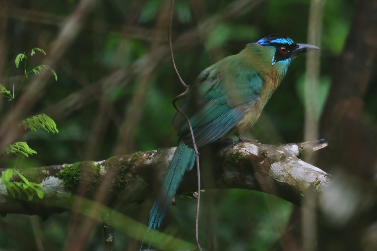 Lesson's Motmot - ML636193286