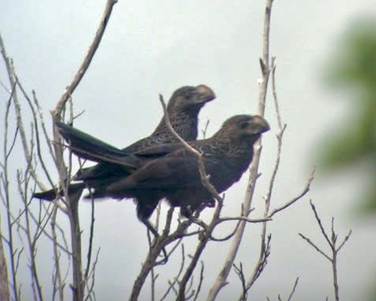 Smooth-billed Ani - ML636193299