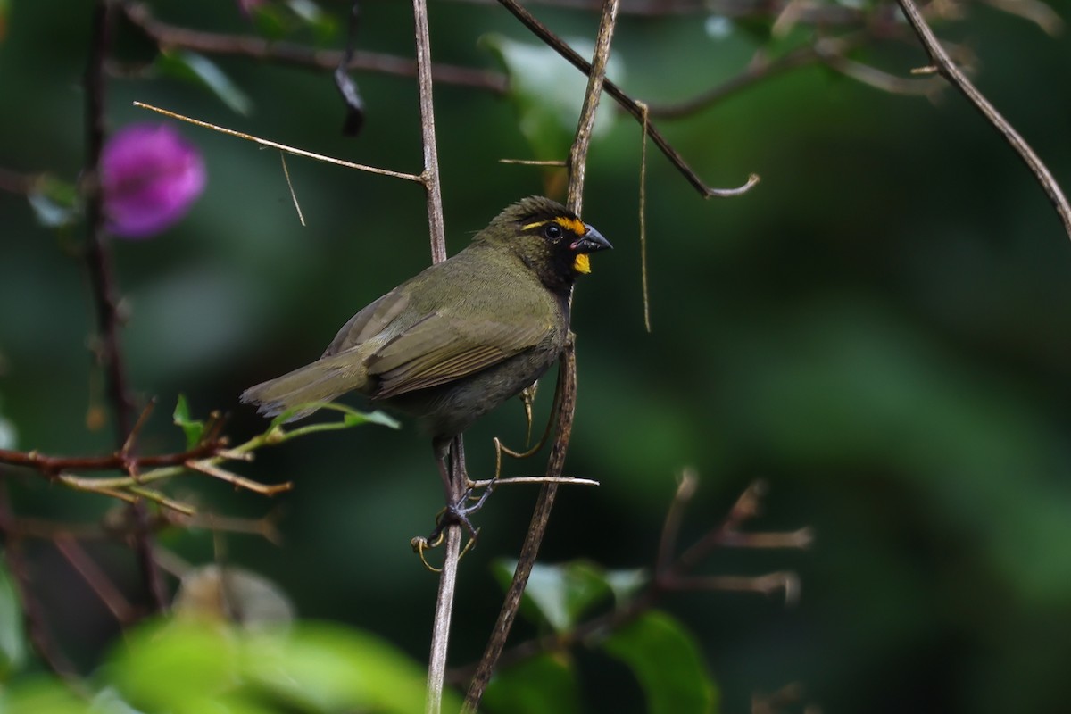 Yellow-faced Grassquit - ML636193302