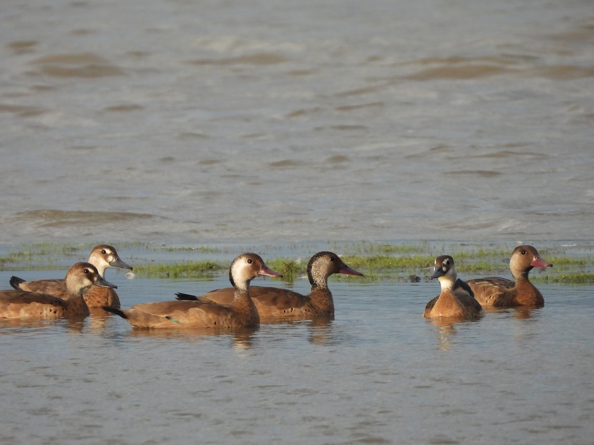 Brazilian Teal - ML636193307