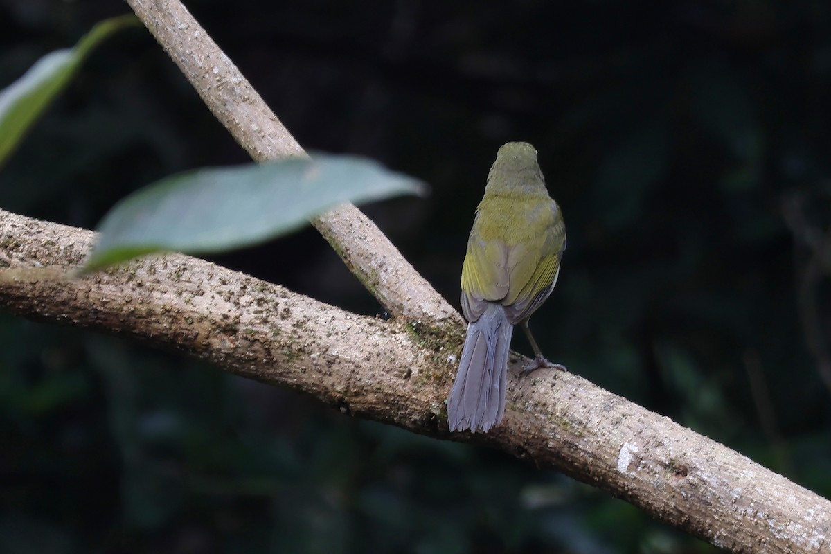 Streaked Saltator - ML636193310