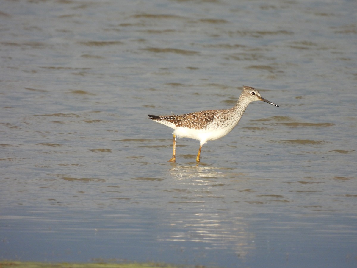 小黃腳鷸 - ML636193363