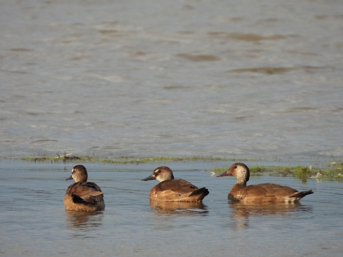 Brazilian Teal - ML636193382