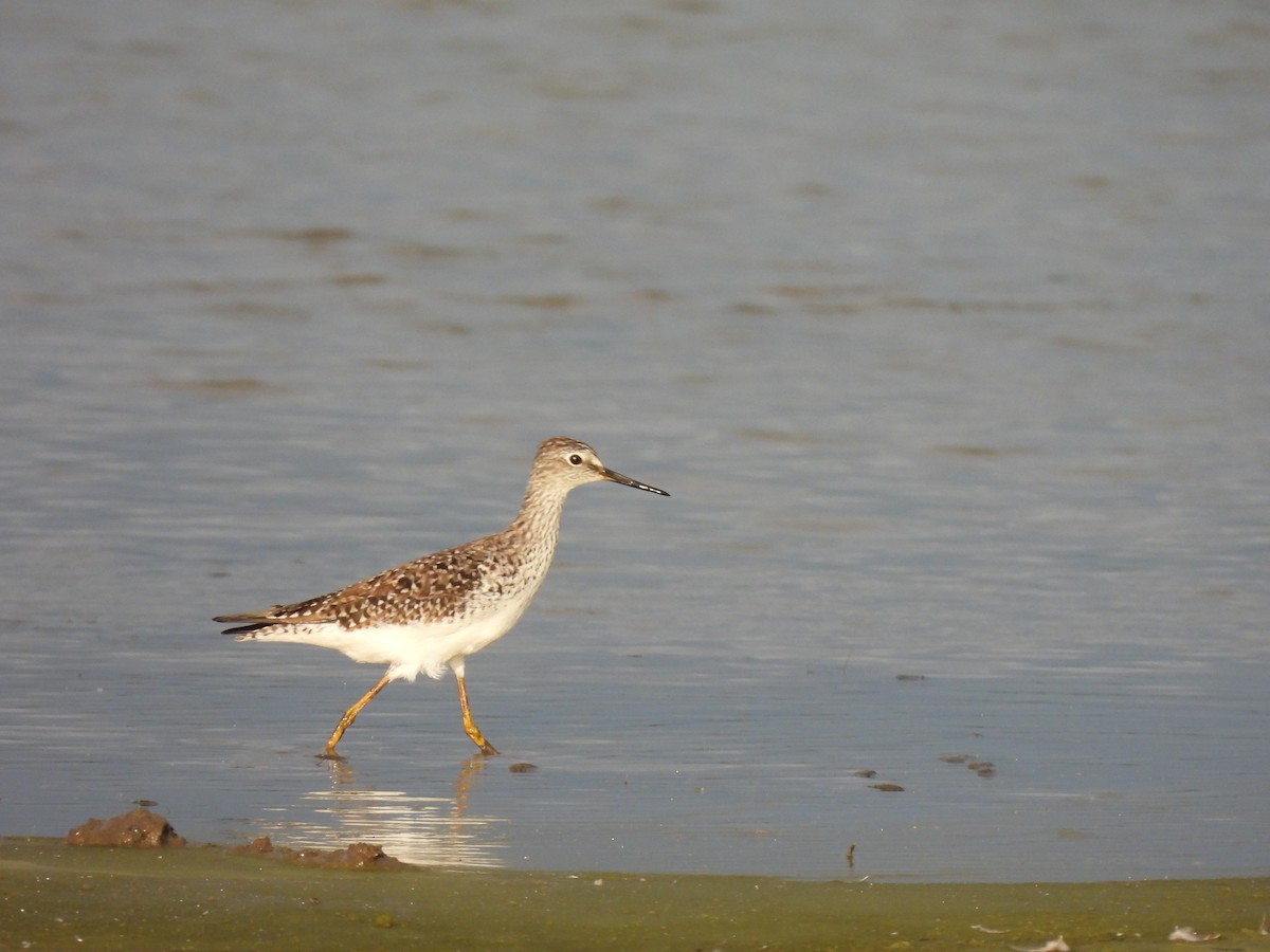 小黃腳鷸 - ML636193406