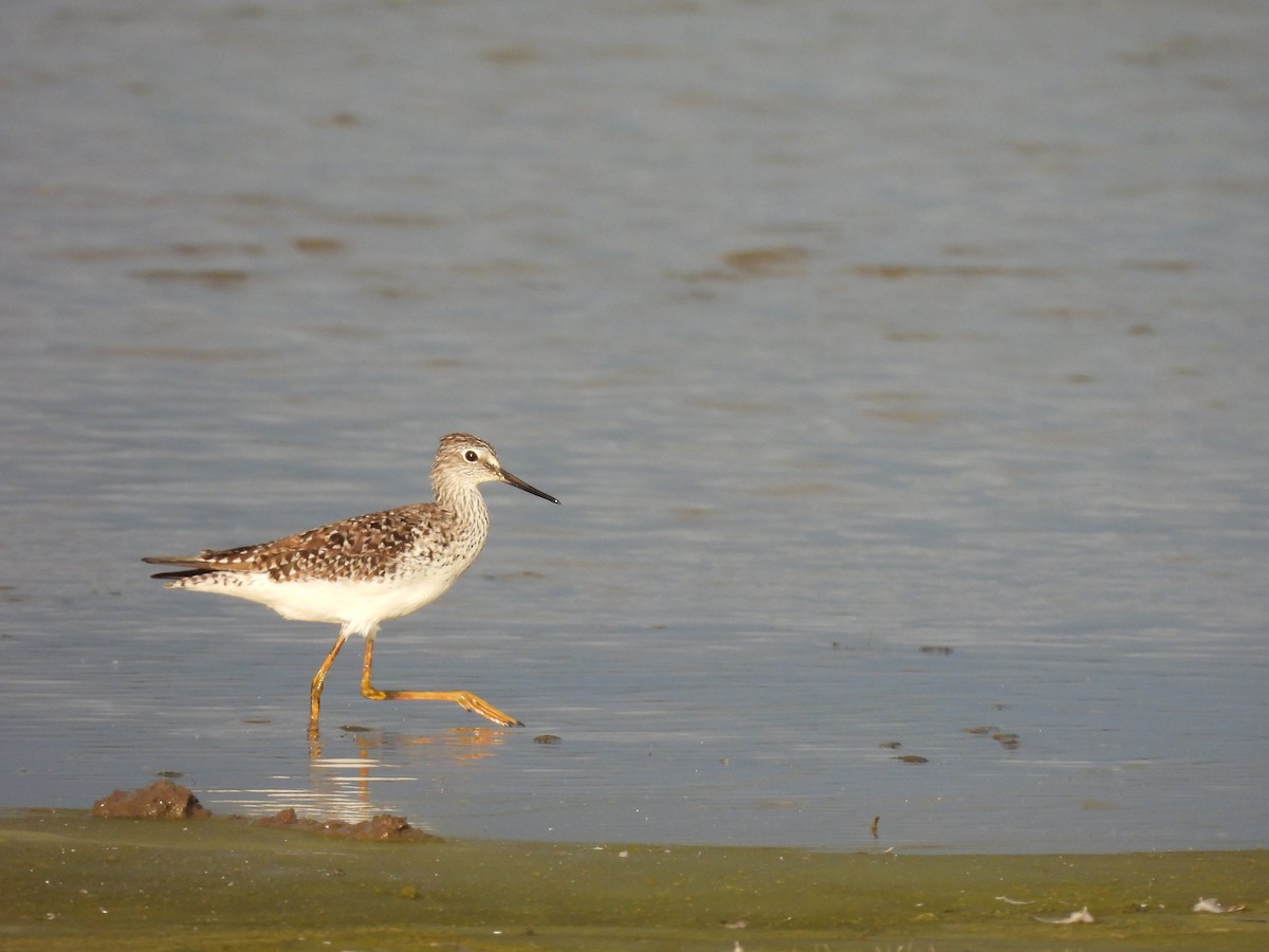 小黃腳鷸 - ML636193428
