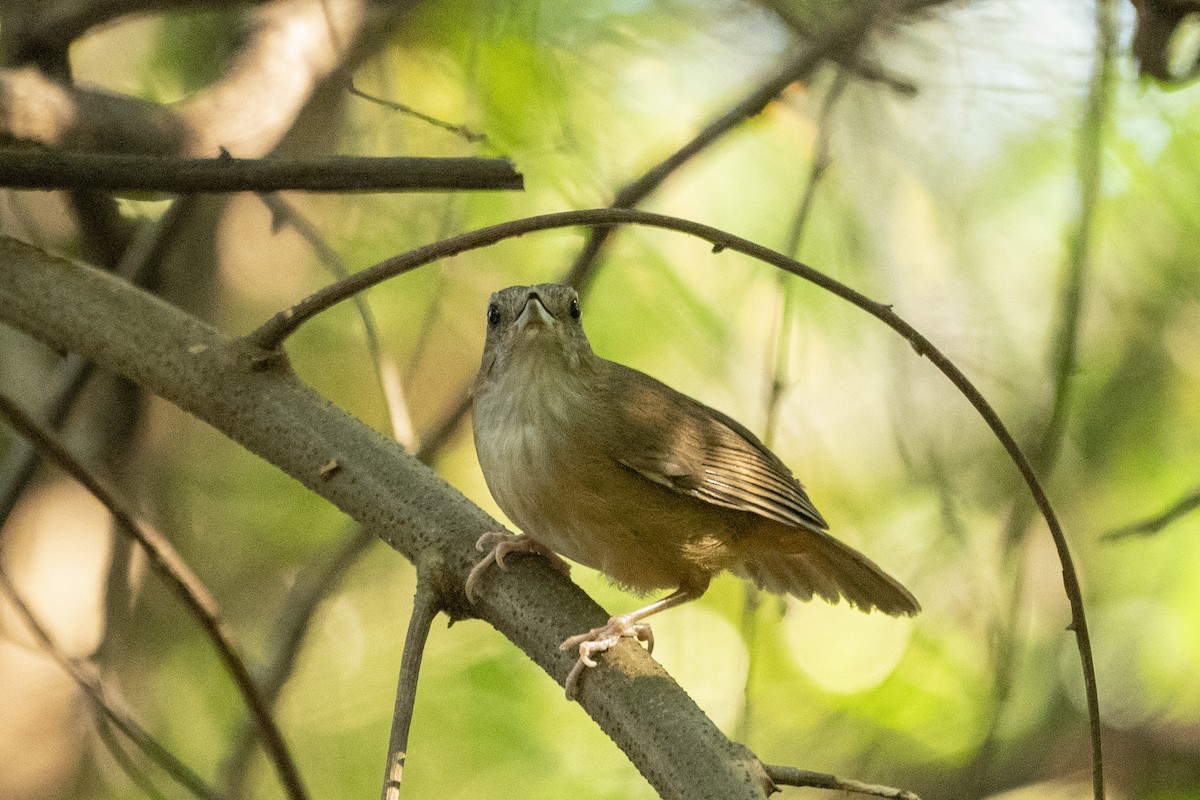 Abbott's Babbler - ML636193480