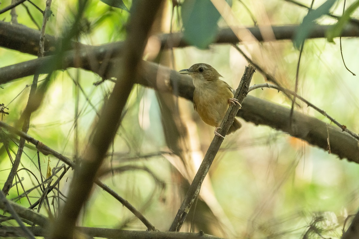 Abbott's Babbler - ML636193481