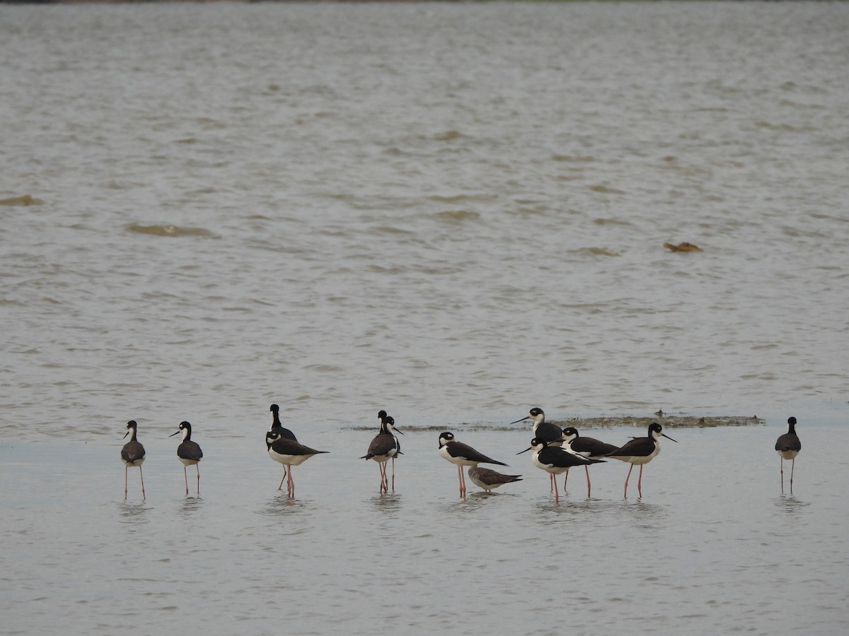 Black-necked Stilt - ML636193482