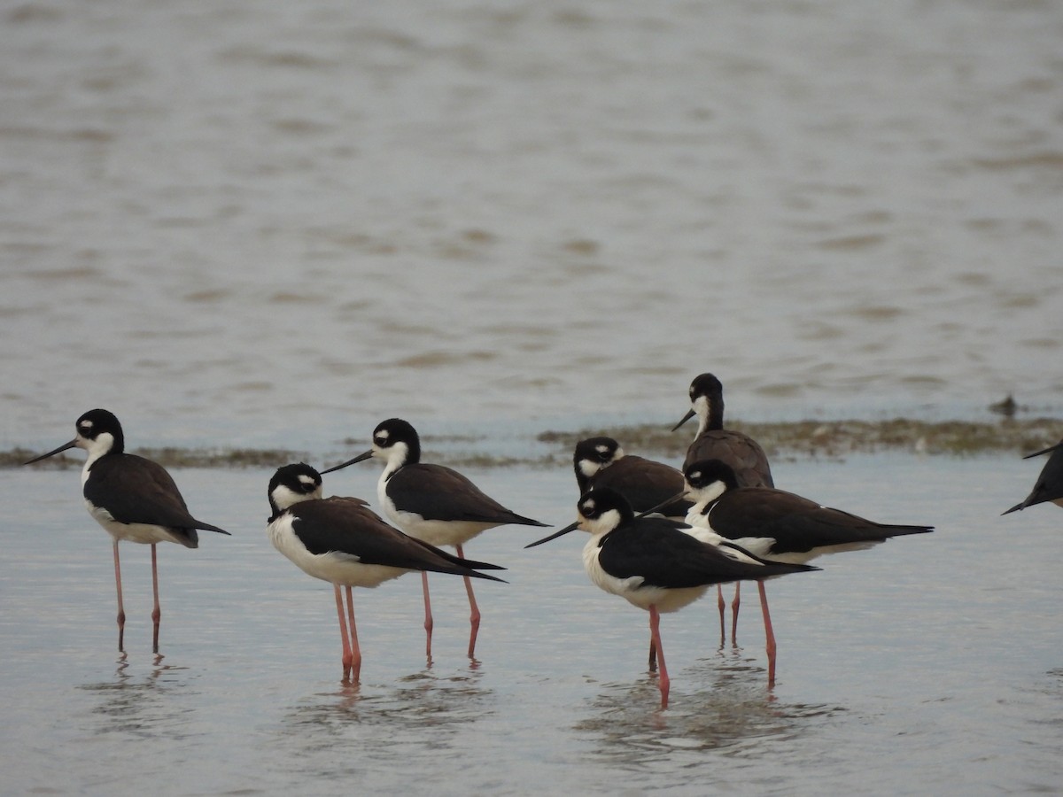 Black-necked Stilt - ML636193494