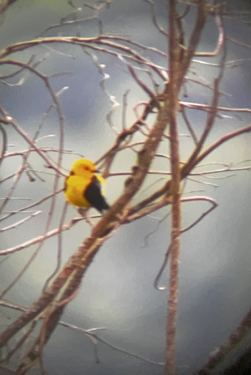 Black-and-yellow Tanager - ML636193517