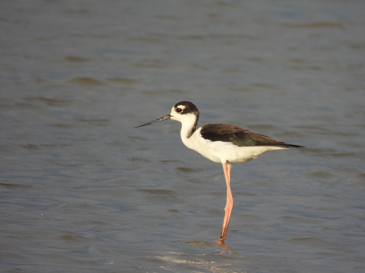 Black-necked Stilt - ML636193518