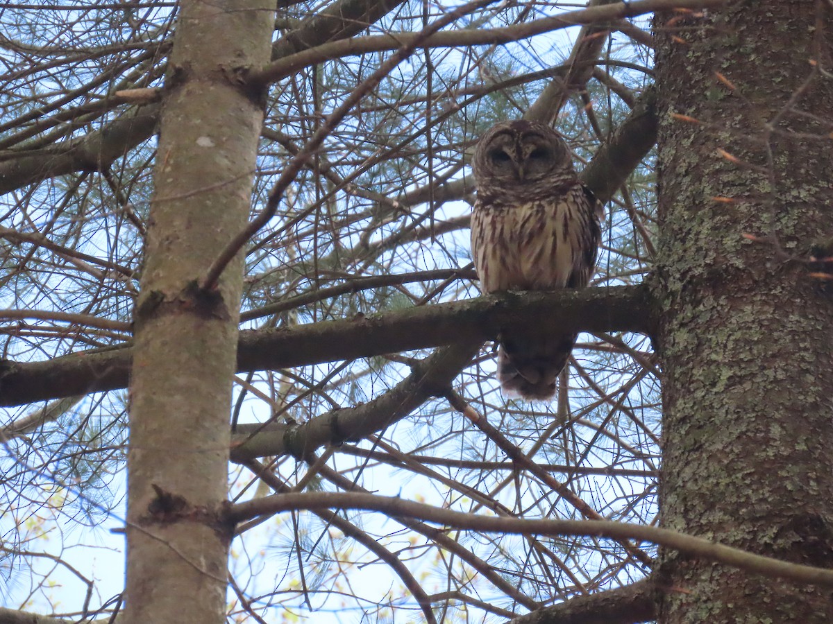 Barred Owl - ML636193544