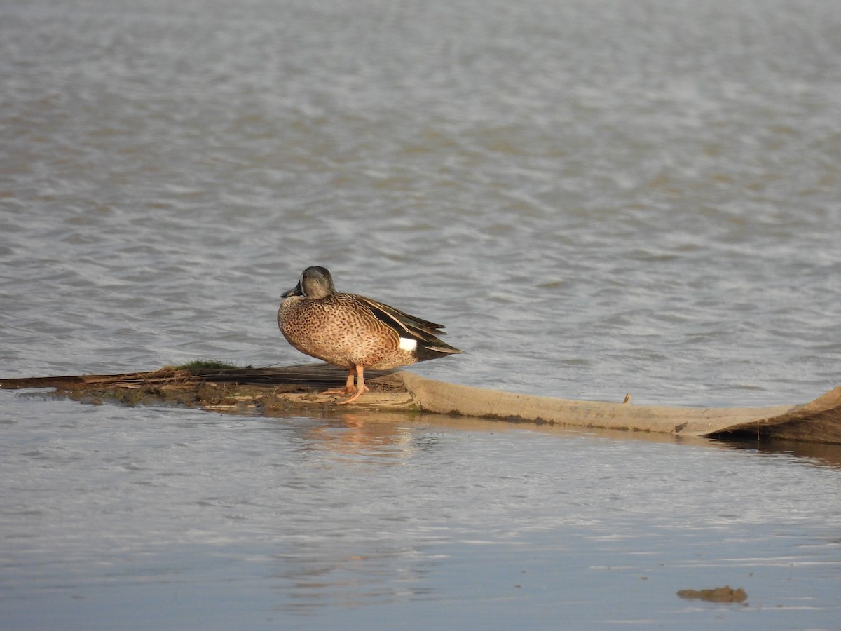 Blue-winged Teal - ML636193549