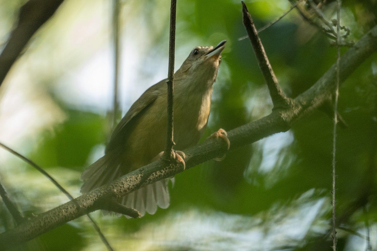 Abbott's Babbler - ML636193571