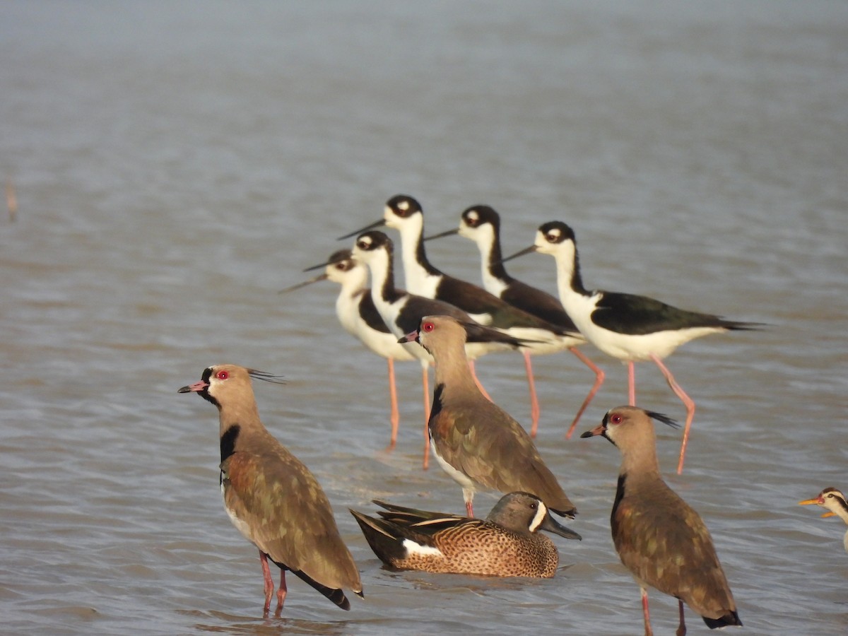 Southern Lapwing - ML636193581