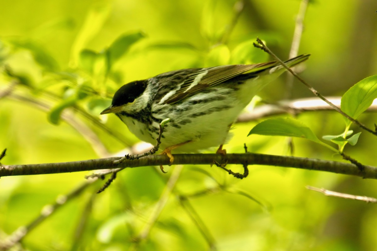 Blackpoll Warbler - ML636193690