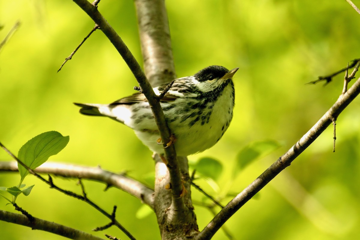 Blackpoll Warbler - ML636193693