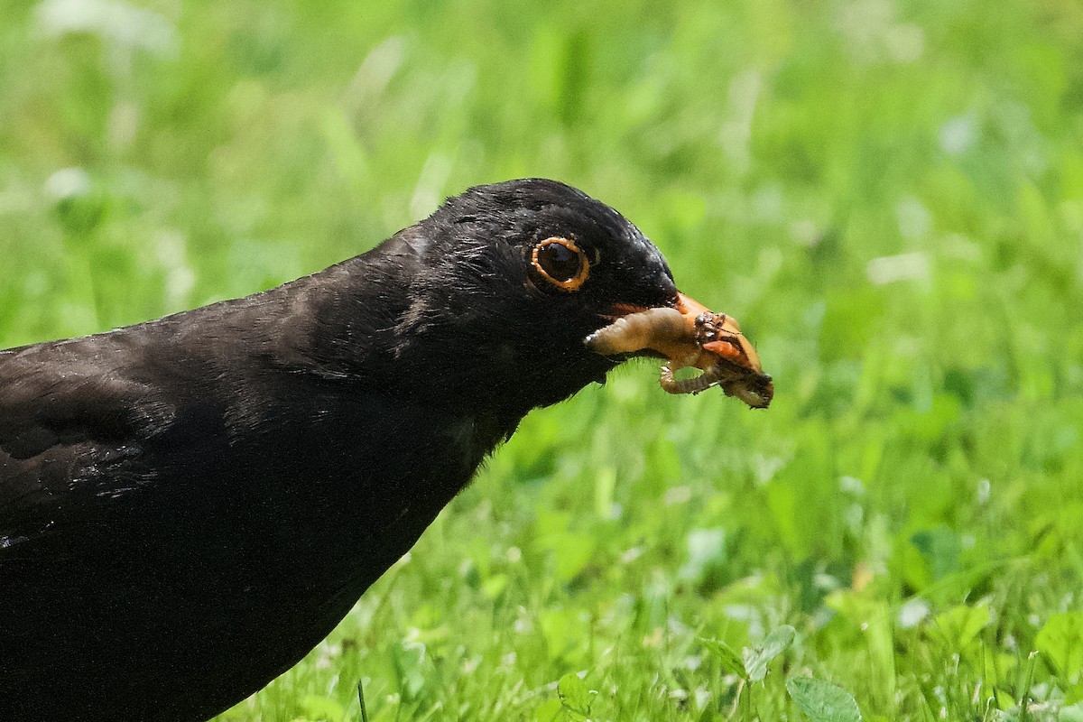 Хар хөөндэй - ML636193711