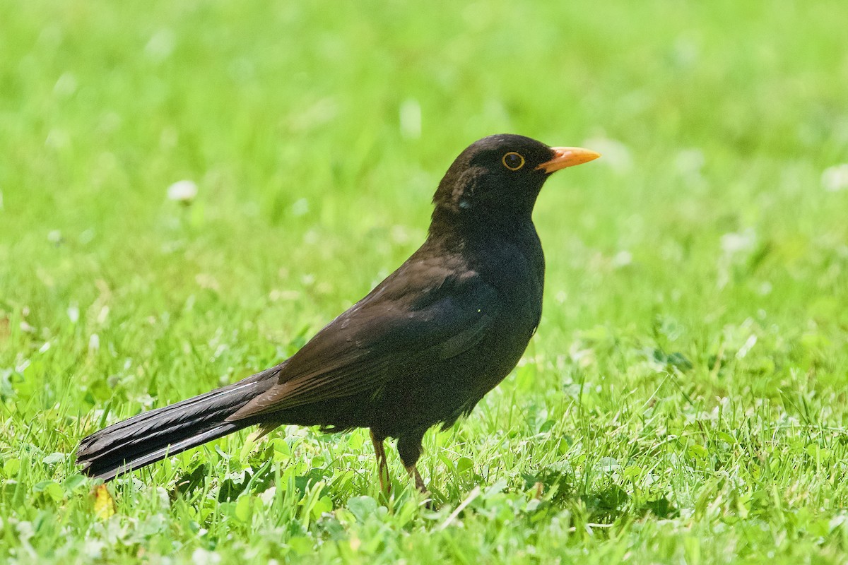 Хар хөөндэй - ML636193712