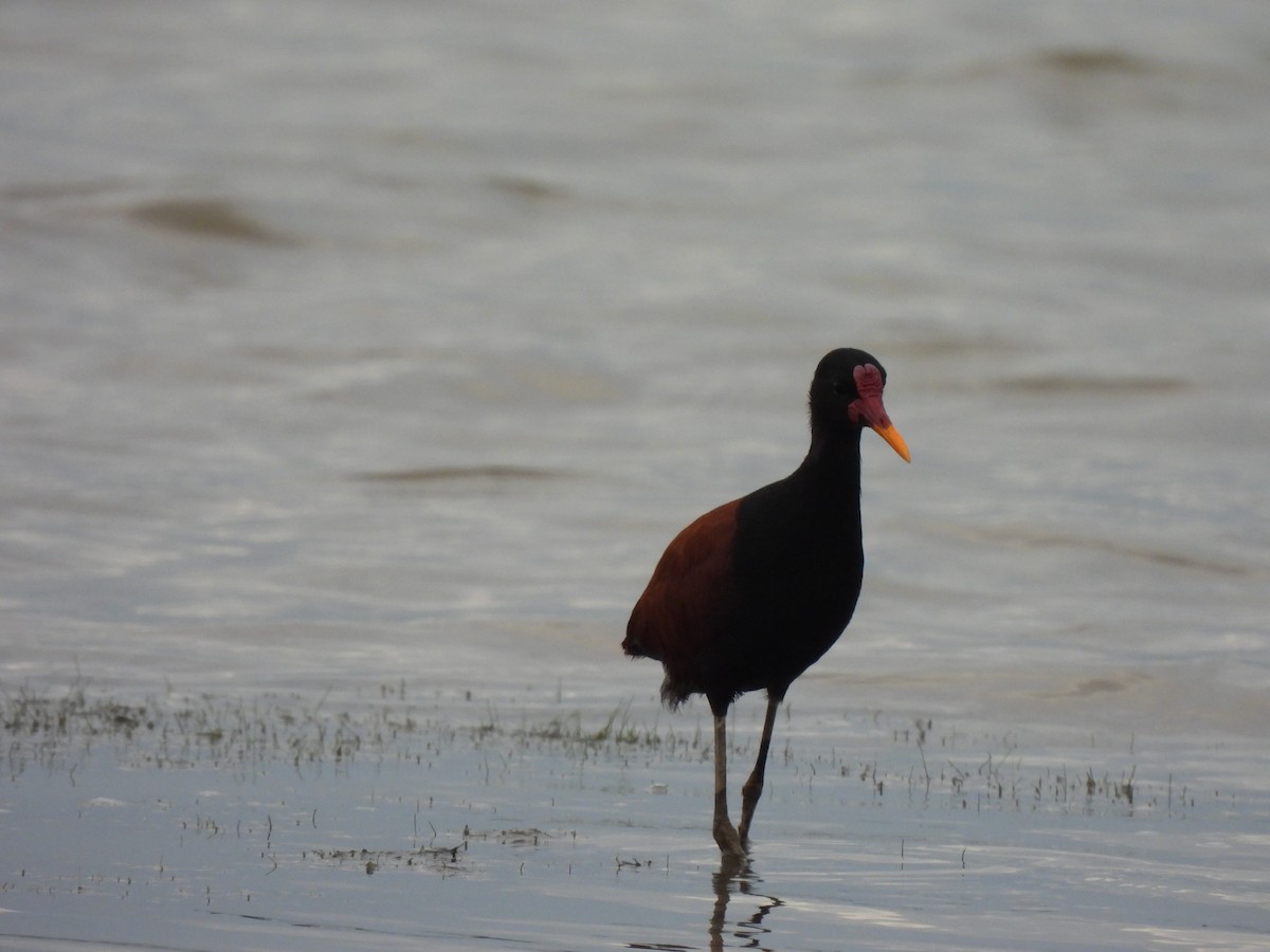 Wattled Jacana - ML636193740