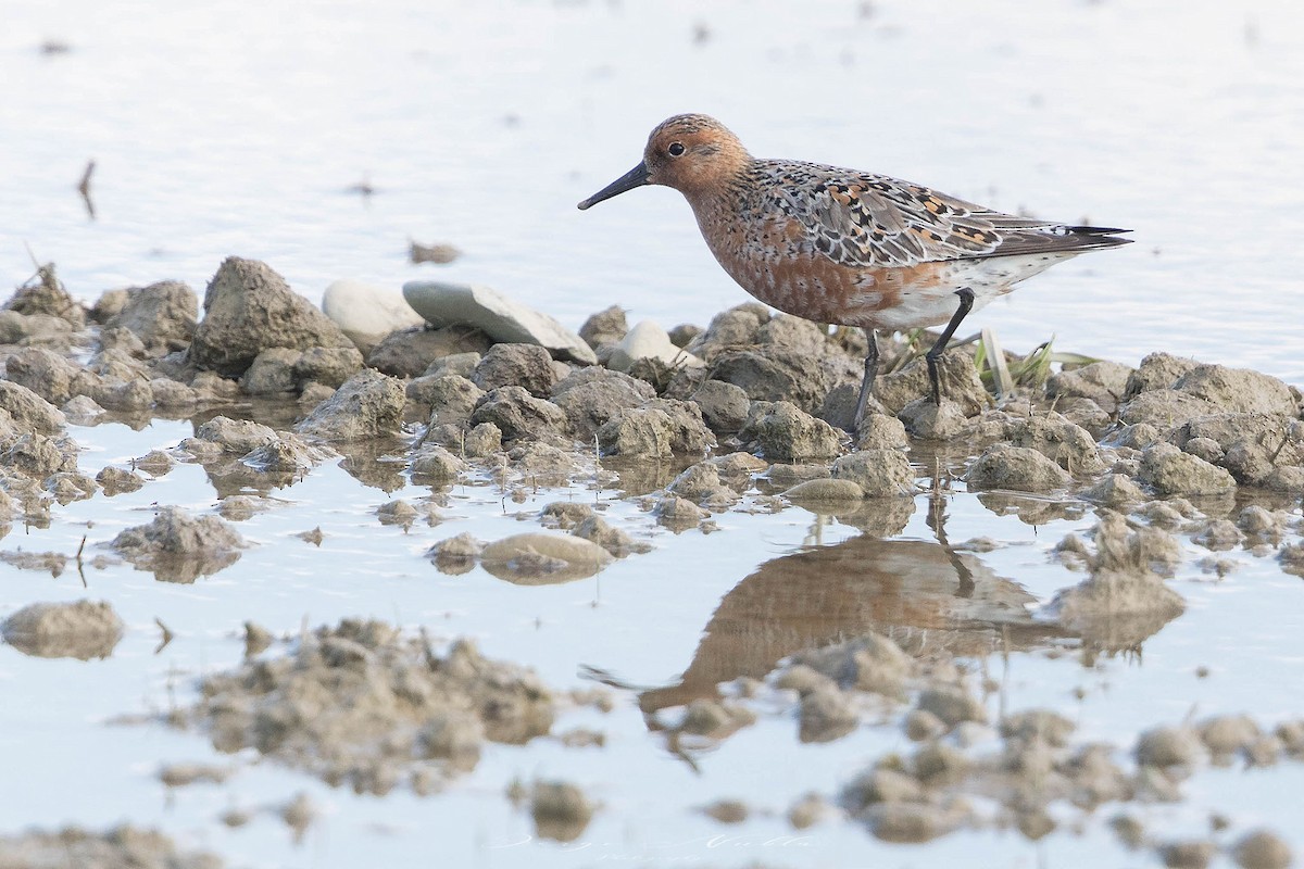 polarsnipe - ML636193743
