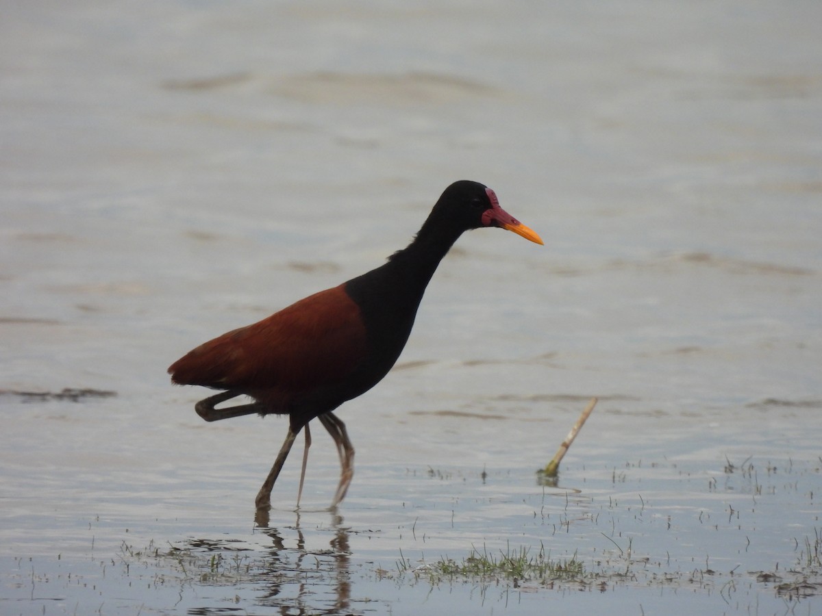 Wattled Jacana - ML636193753
