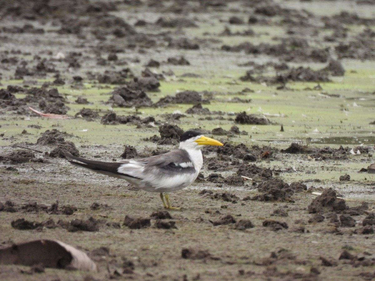 Large-billed Tern - ML636193780
