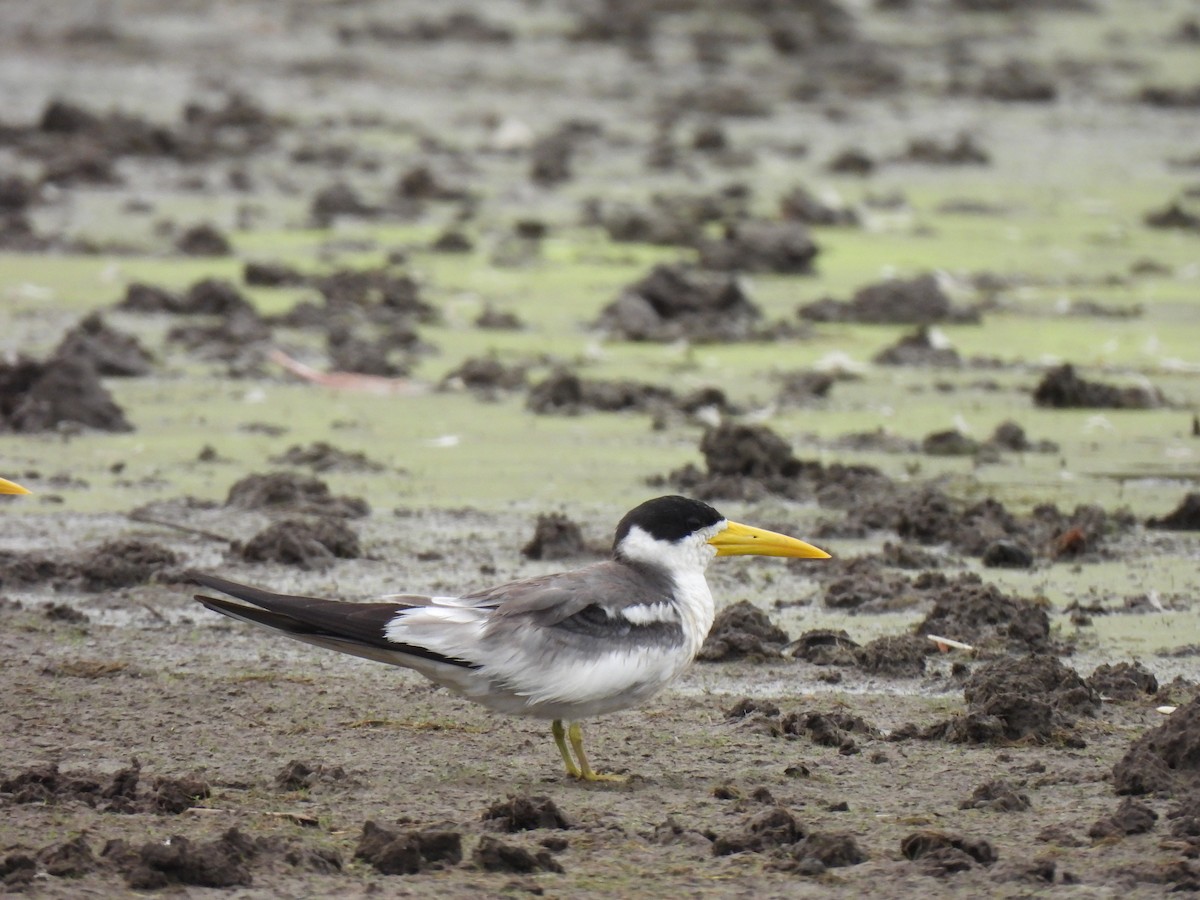 Large-billed Tern - ML636193795