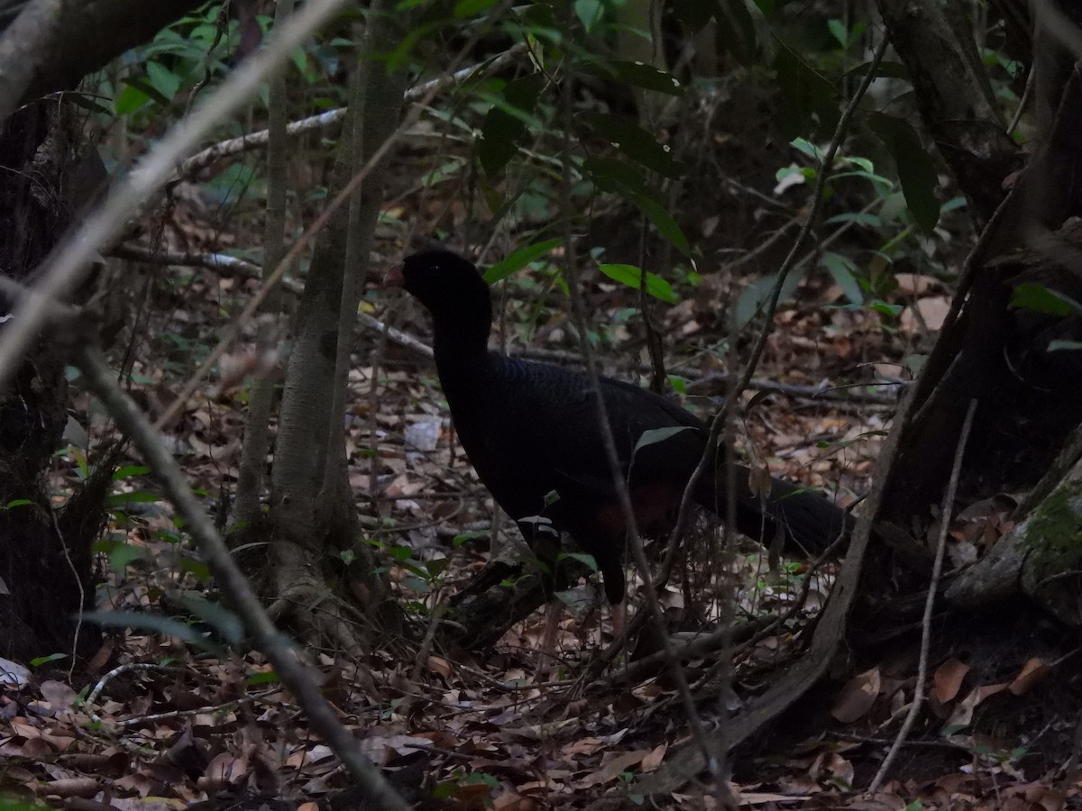 Crestless Curassow - ML636193818