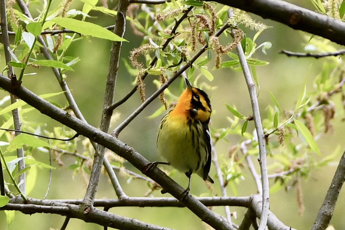 Blackburnian Warbler - ML636193951