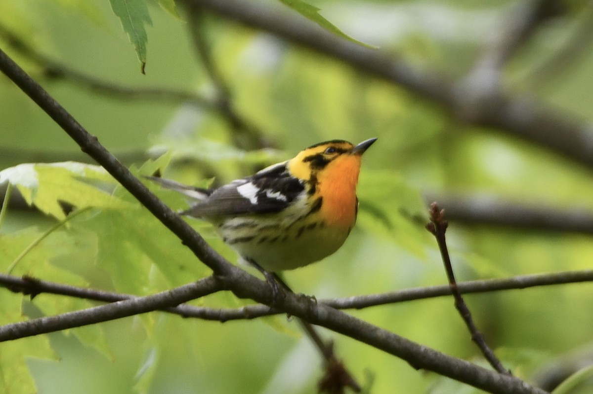 Blackburnian Warbler - ML636193953