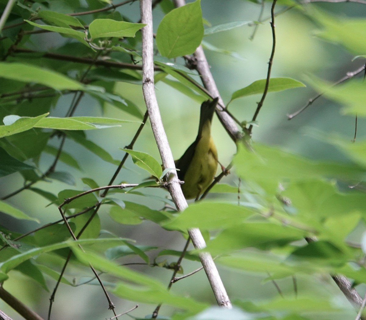 Wilson's Warbler - ML636193954