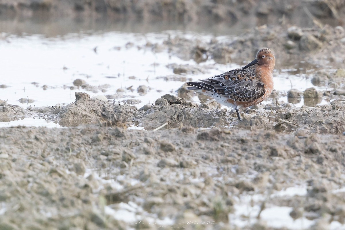 polarsnipe - ML636194051