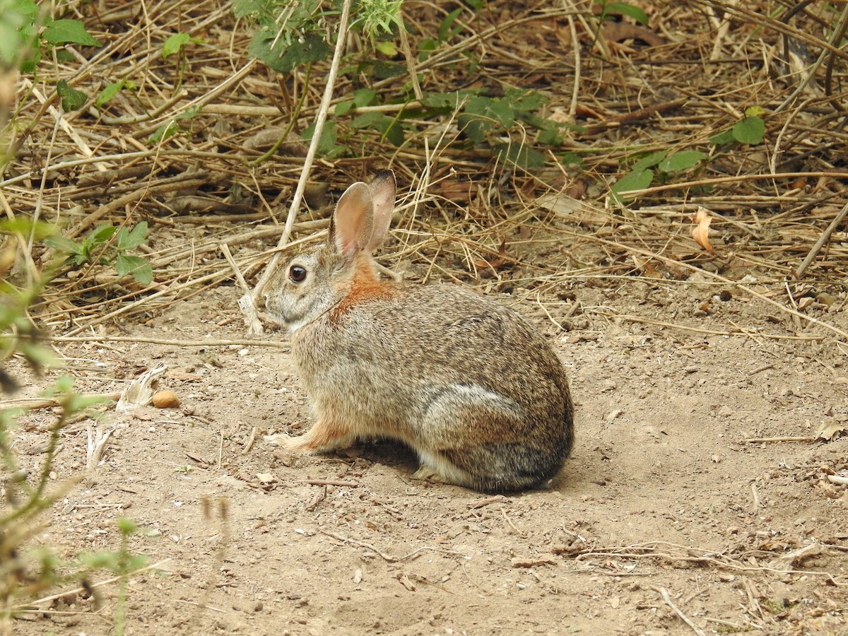 Desert Cottontail - ML636194060