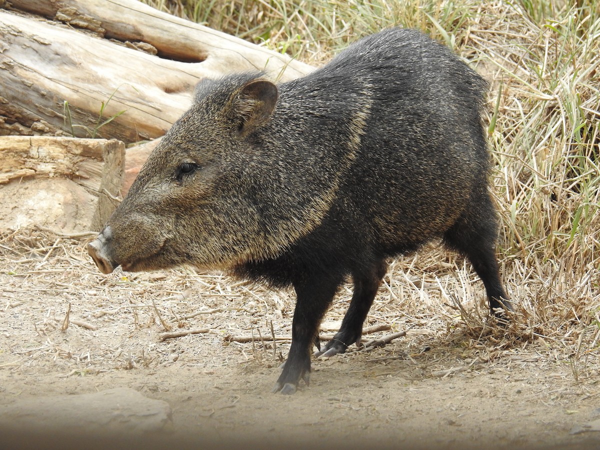 Texas Collared Peccary - ML636194062
