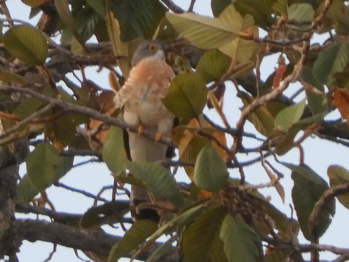 Common Hawk-Cuckoo - ML636194126