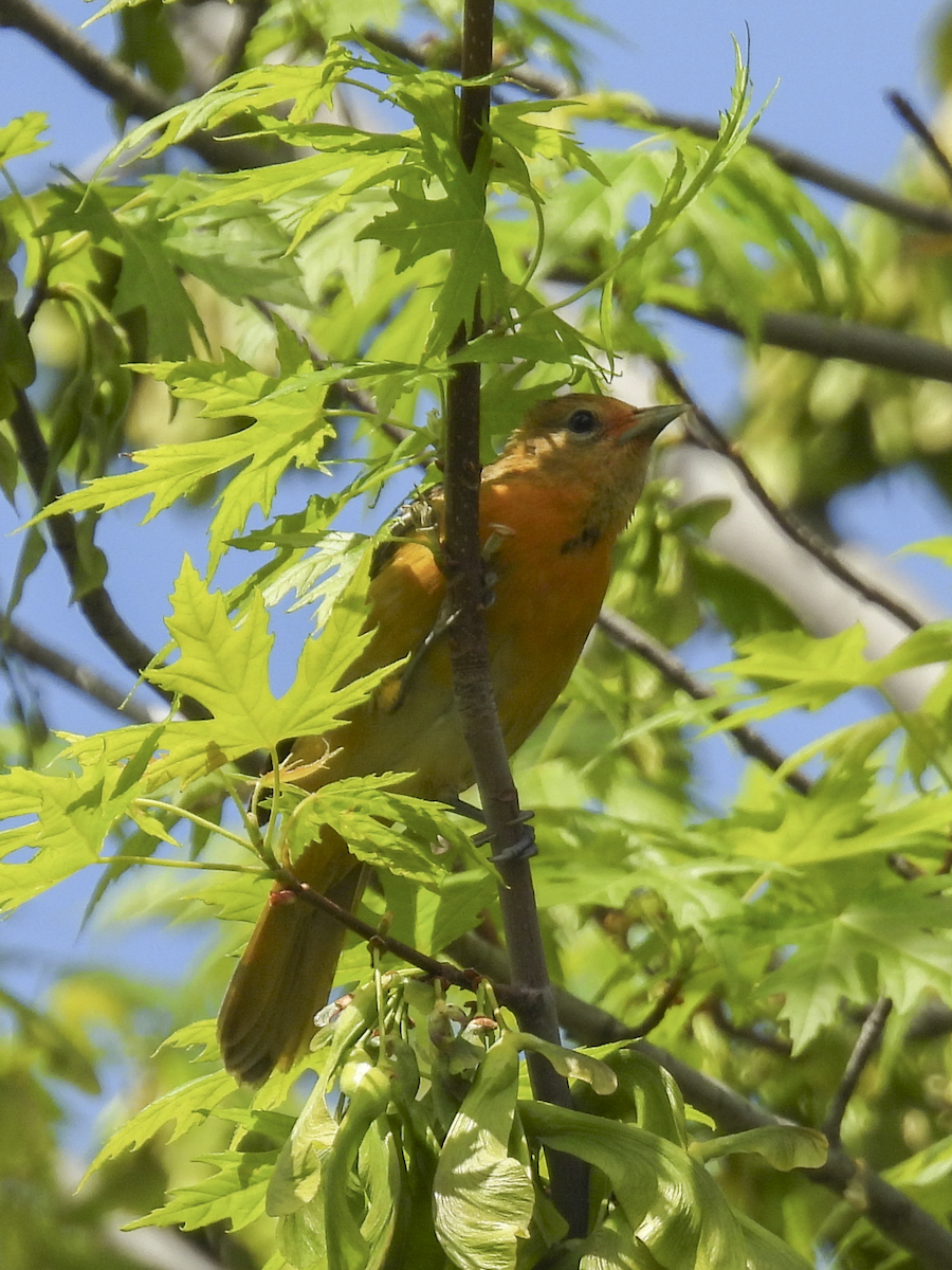 Baltimore Oriole - ML636194294