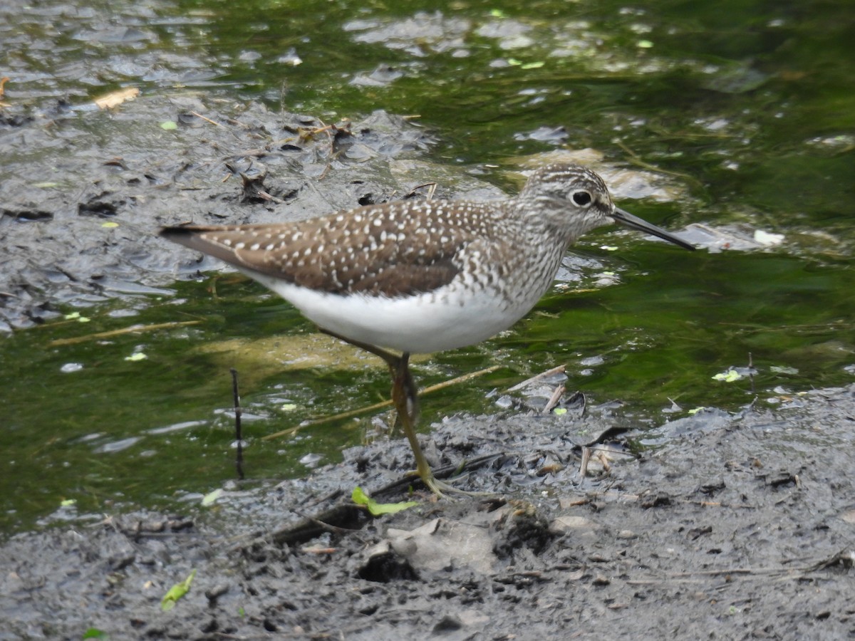 Solitary Sandpiper - ML636194310