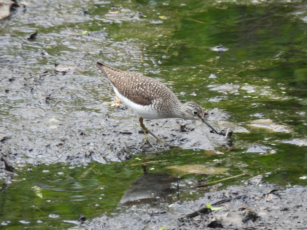 Solitary Sandpiper - ML636194311