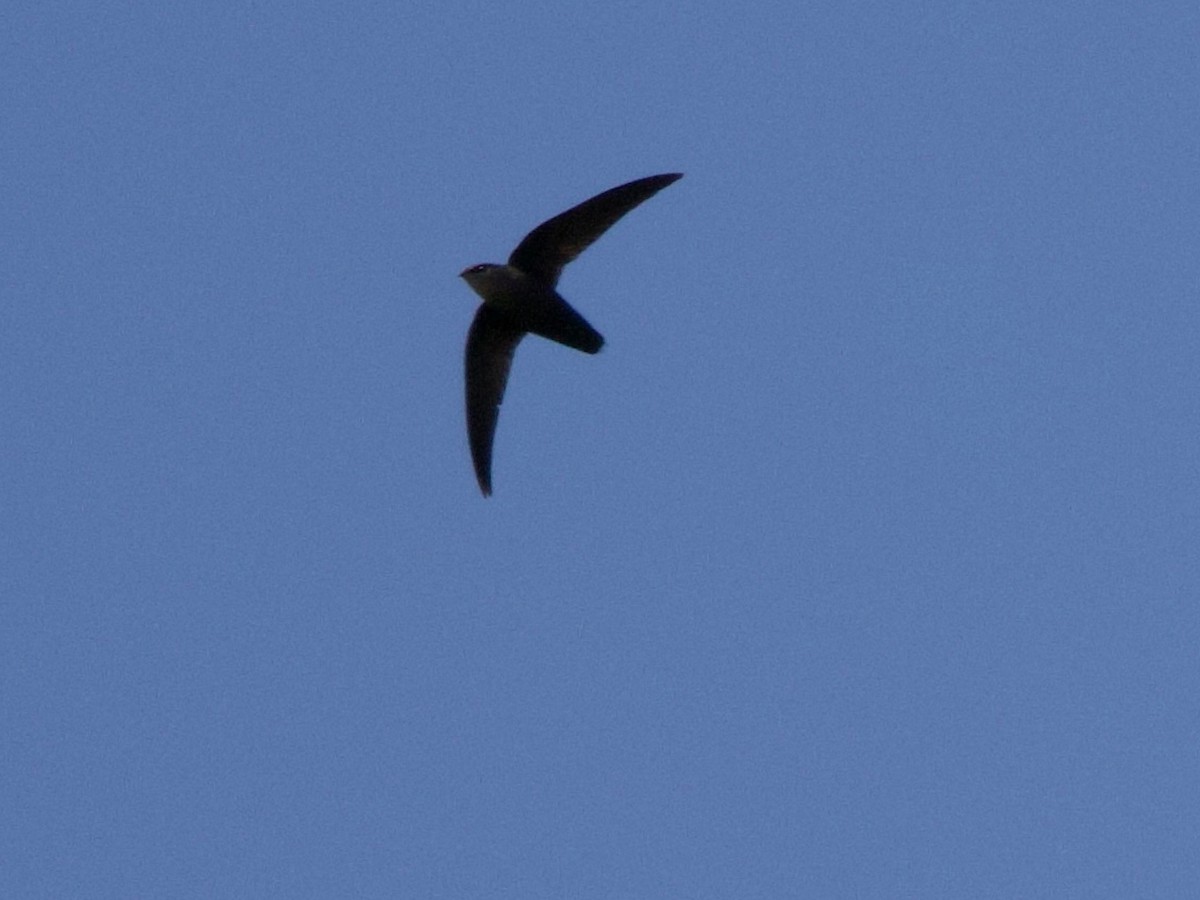 Chimney Swift - ML636194505