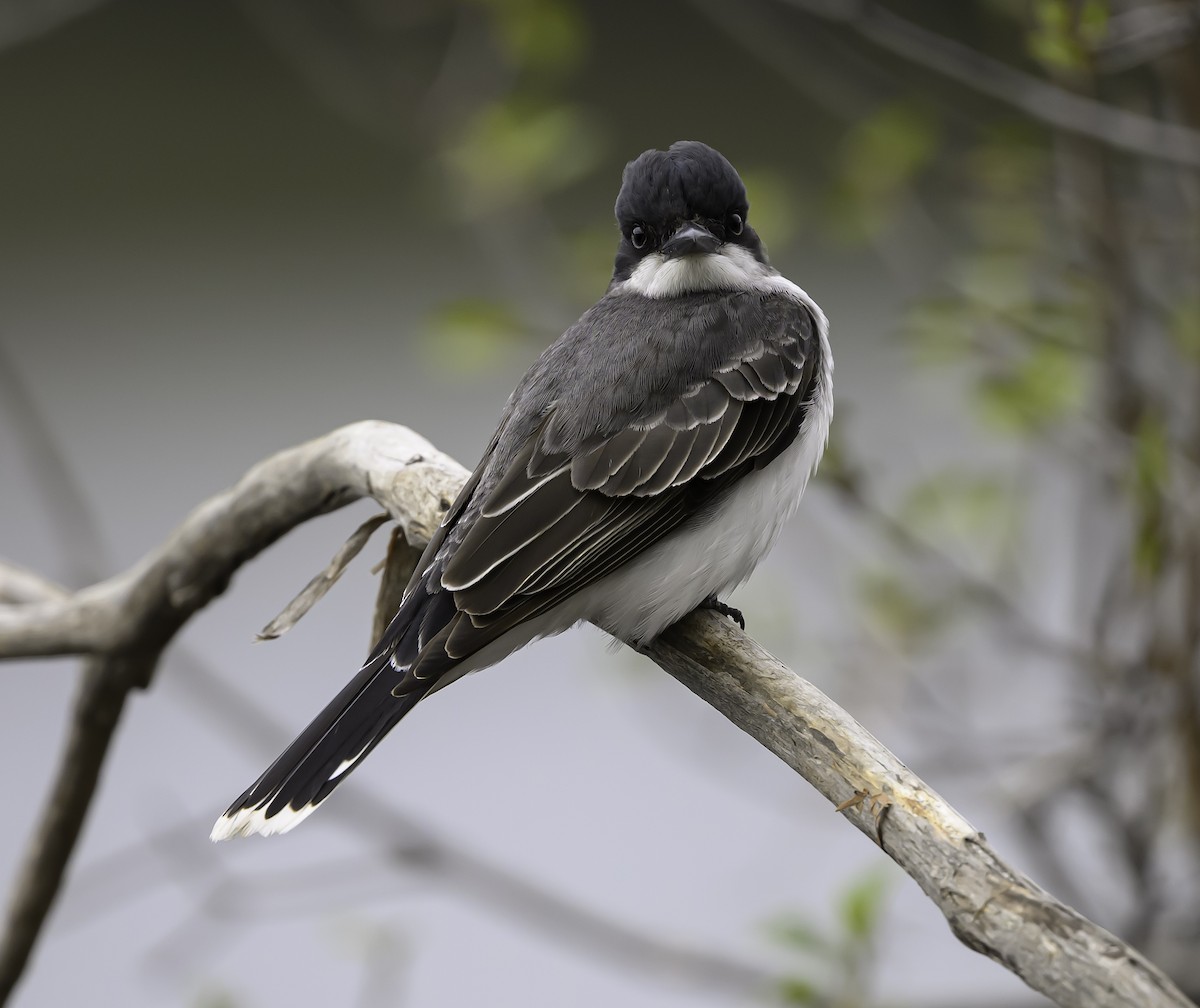 Eastern Kingbird - ML636194540