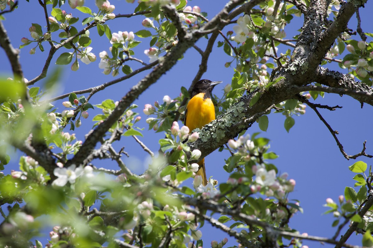 Baltimore Oriole - ML636194588