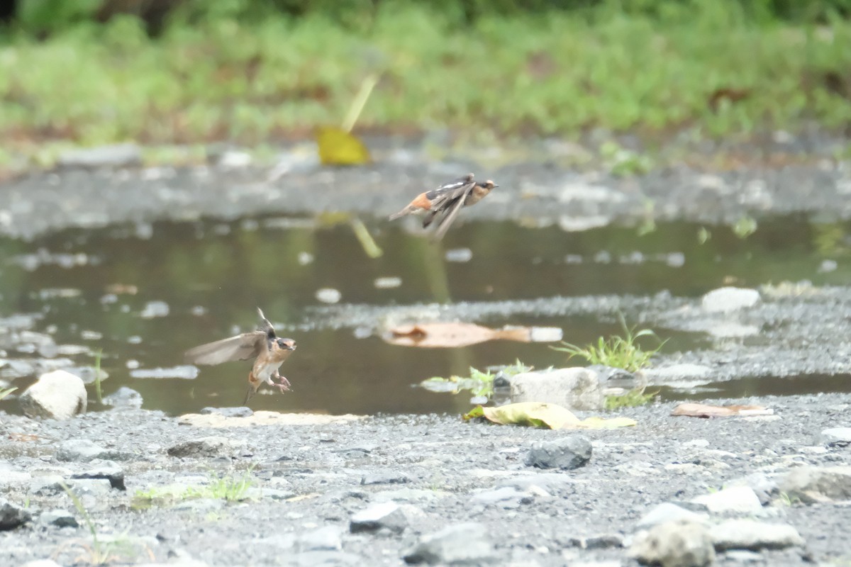 Cave Swallow (Caribbean) - ML636194593