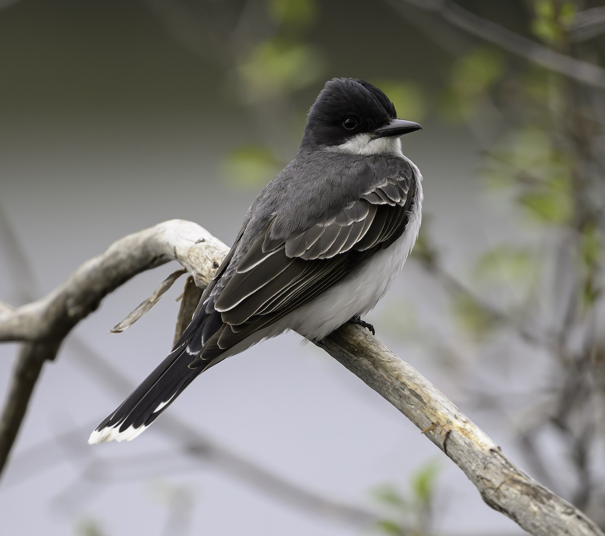 Eastern Kingbird - ML636194598