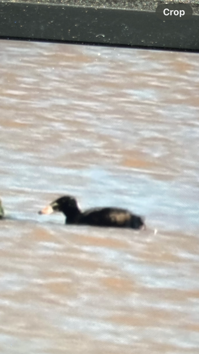 Surf Scoter - ML636194636