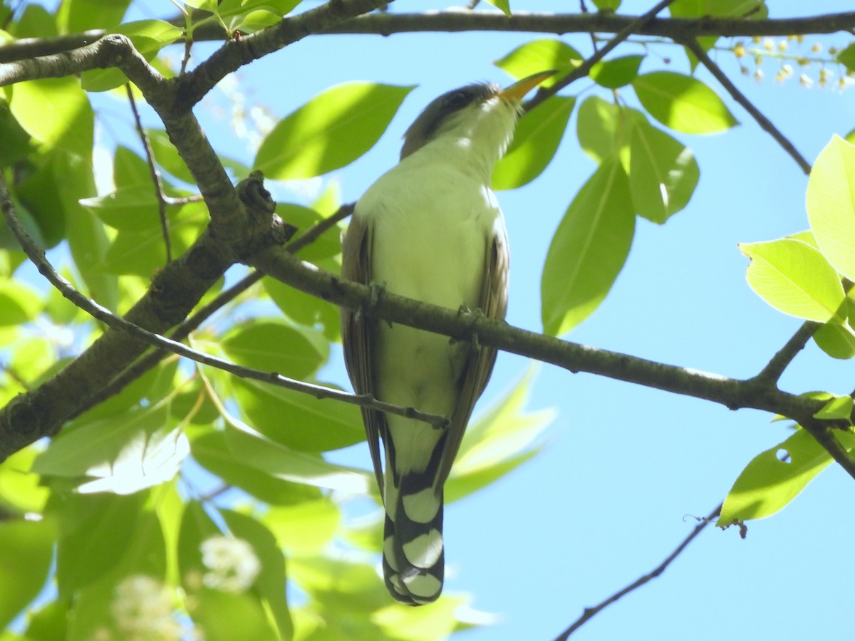 Yellow-billed Cuckoo - ML636194645