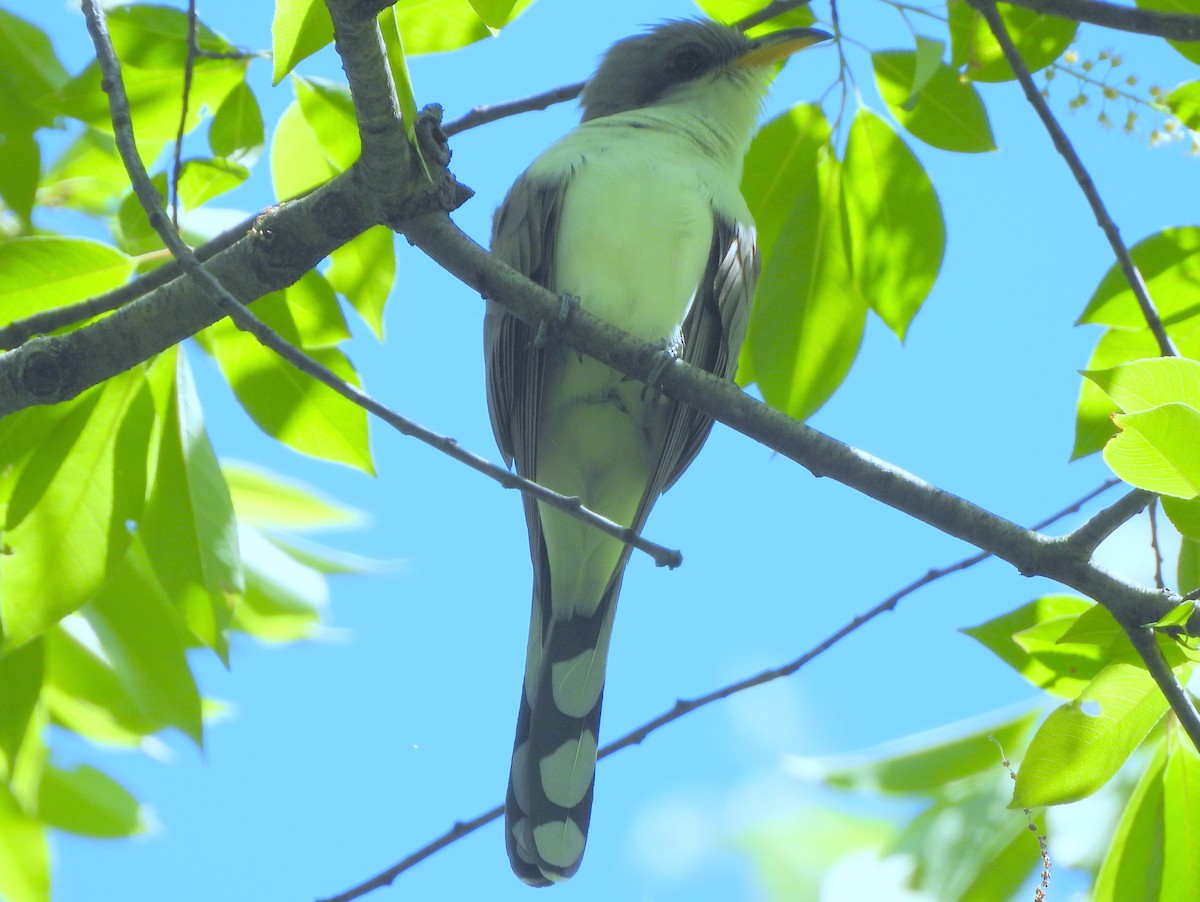 Yellow-billed Cuckoo - ML636194654
