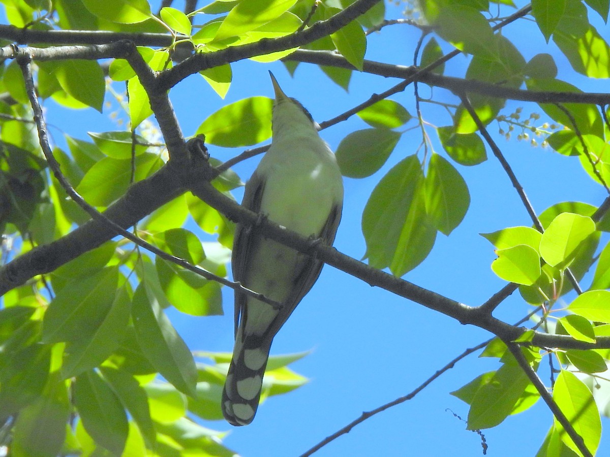 Yellow-billed Cuckoo - ML636194672