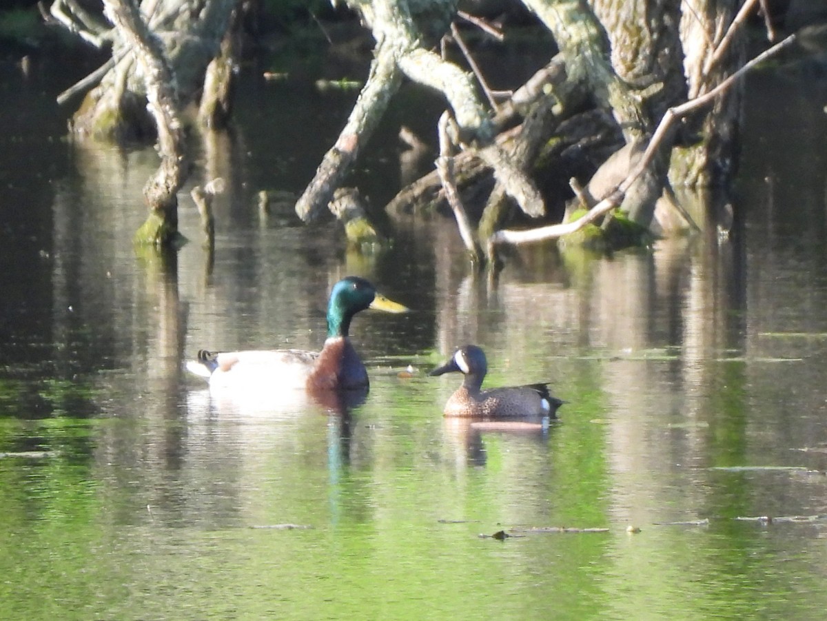 Blue-winged Teal - ML636194877