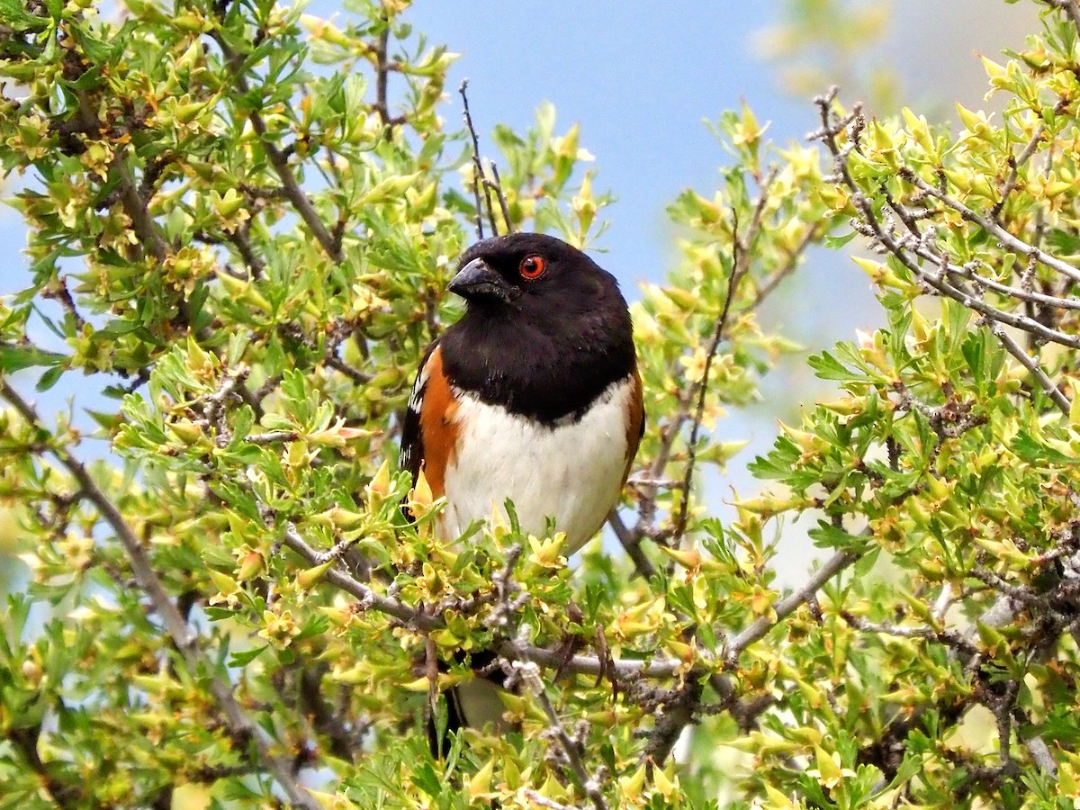 Spotted Towhee - ML636194904